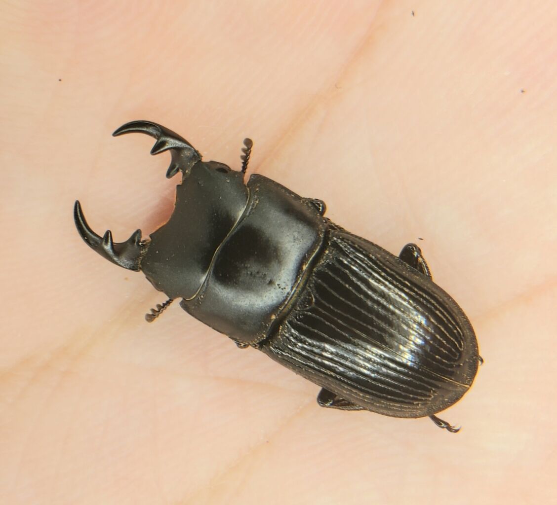 イヘヤネブト飼育記2021~ : クワガタ備忘録