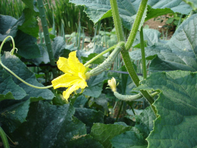 かぼちゃの花 きゅうりの花 あざみままの勝手にひとり言