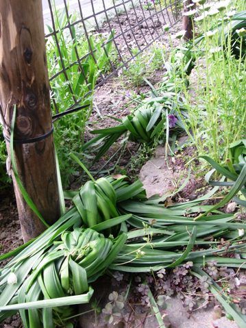 花後のスイセンの処理 Wonderful Day