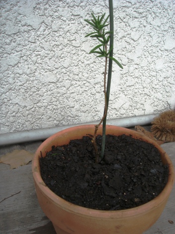 ローズマリーで盆栽 Wonderful Day