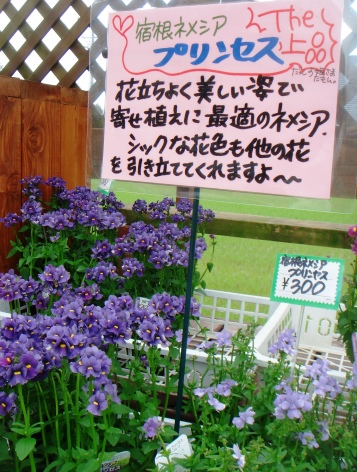 ネメシアとブルーデージーを挿してみた Wonderful Day