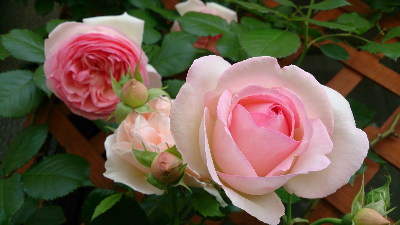 ばら薔薇バラ 畦のすみれの覚え書き ばら薔薇バラ 畦のすみれの覚え書き
