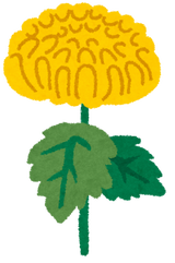 flower_kiku