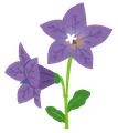 flower_kikyou
