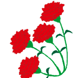 carnation4