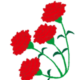 carnation4