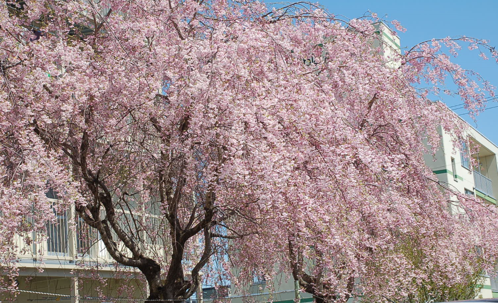枝垂れ桜が満開 : 紫陽花大好きのblog