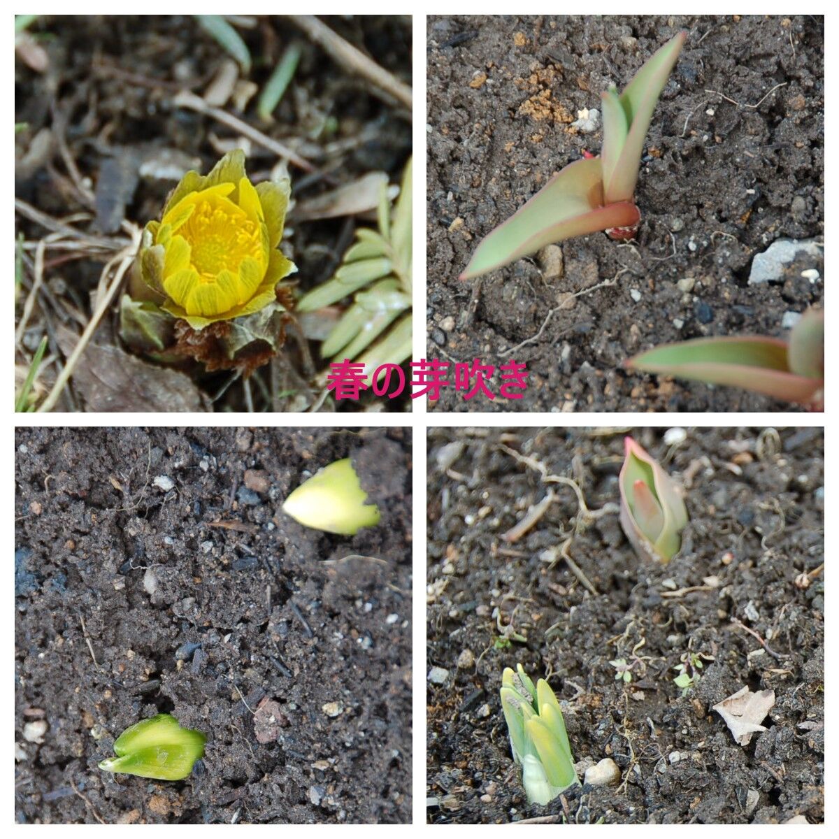 春の陽射しが 紫陽花大好きのblog 春の陽射しが 紫陽花大好きのblog