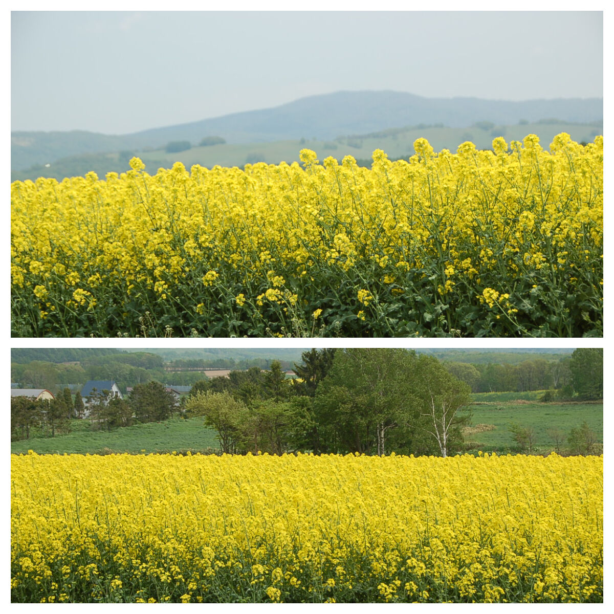 菜の花畑へ 紫陽花大好きのblog