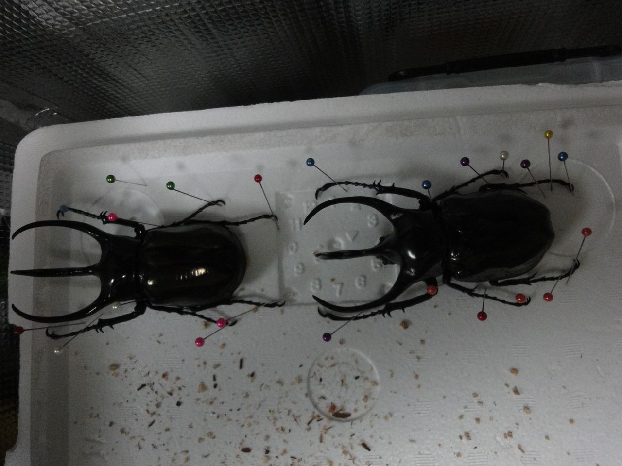 カブトムシって難しい 鯵のもと カブトムシって難しい 鯵のもと