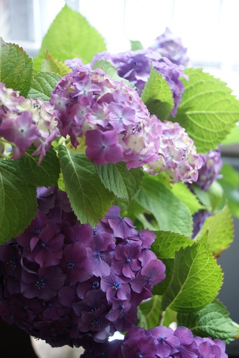 紫陽花2