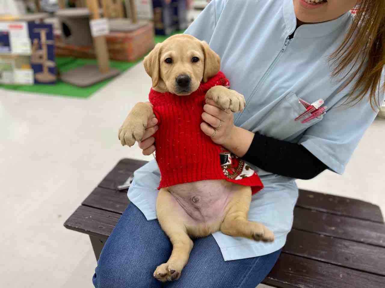 ラブラドールの赤ちゃんです ペットショップａｚ富士河口湖店情報