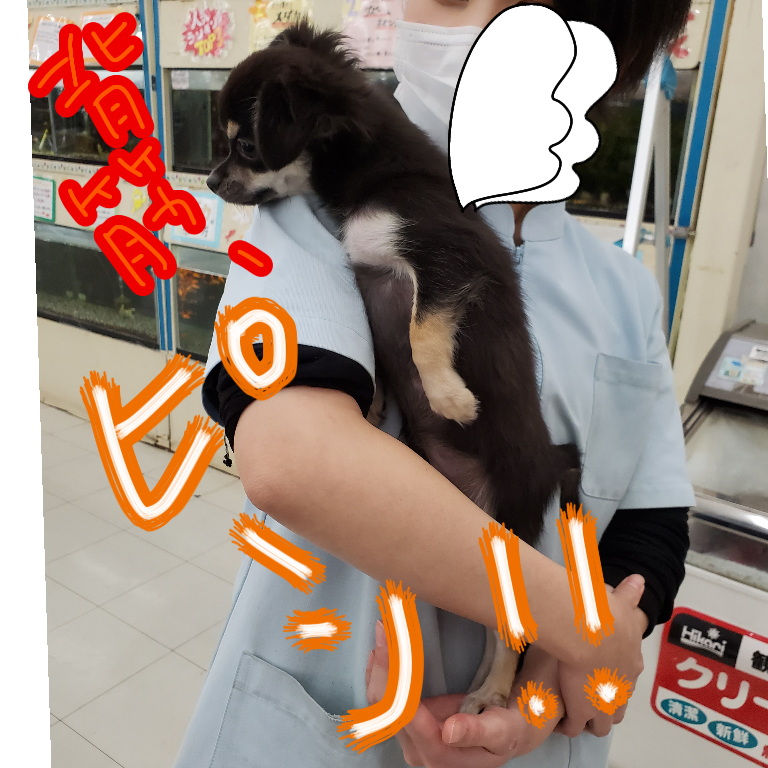 背筋 ピーン ペットショップaz長坂店情報