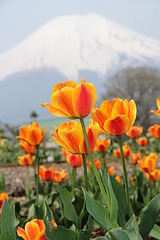 250px-Mount_Fuji_and_Tulips_4
