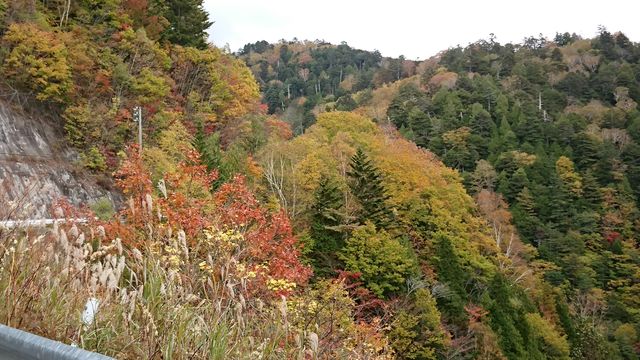 あずき亭 野麦峠の紅葉見頃です あずき亭 野麦峠の紅葉見頃です