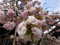 20180409_085119_6473806727662199489