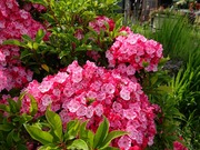 DSCPDC_0003_BURST20210628143532006_COVER