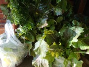 IMG_20201108_074720