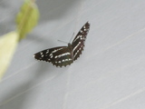 243d5505.JPG