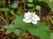 16576688851357196033885315473310