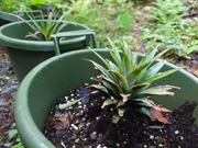 1663016142749902579946232889431