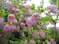 062