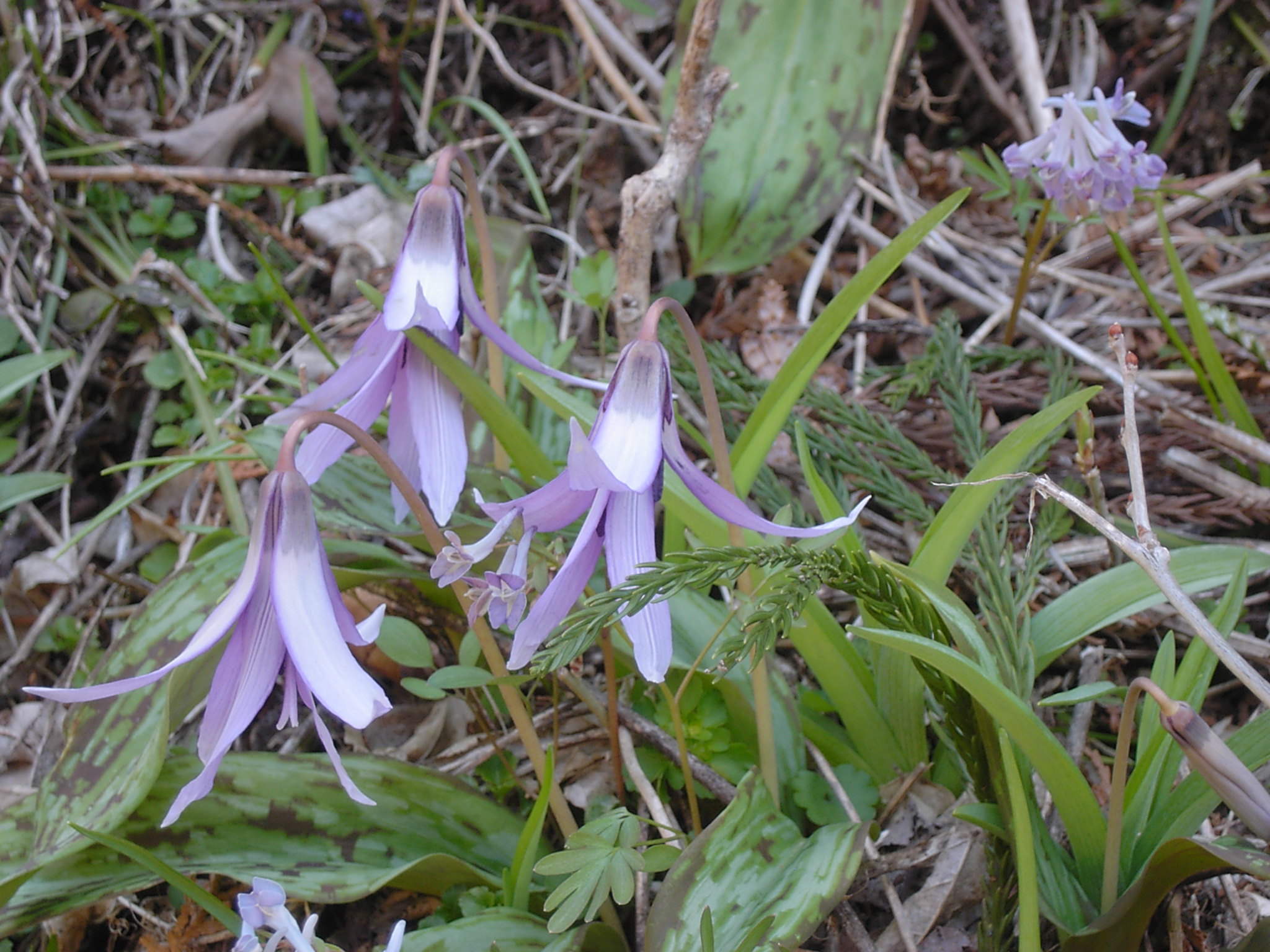 あずき亭 ひともっこ山の片栗の花