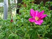 DSCPDC_0003_BURST20210607165444801_COVER