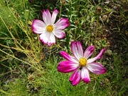 DSCPDC_0003_BURST20190817145504804_COVER