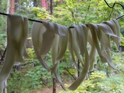 16625846000095053920651483555901