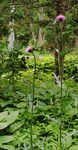 260618172707186