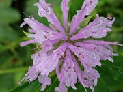 DSCPDC_0002_BURST20190731180616937_COVER