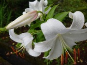 16607231592226428350642503948701