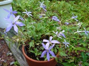 16593895337218616855459727656889