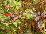 16644155884565817714057186793906