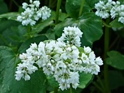 DSCPDC_0003_BURST20200905063847872_COVER