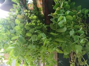 IMG_20200927_091241