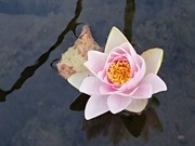 DSCPDC_0003_BURST20190912152046840_COVER