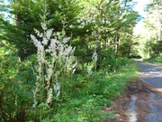 16592201478691288630788977812024