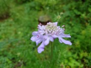 16612905476354028250664550532229