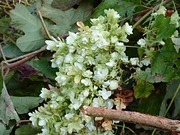 IMG_20200921_070910