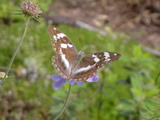c6889e7f.JPG
