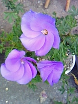 d3f56a72.jpg