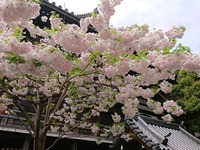 20180409_085258_5800582638754274836