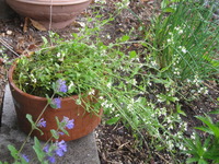 あずき亭 雑草も鉢植えに