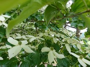 DSCPDC_0002_BURST20210620163050663