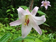 DSCPDC_0003_BURST20190711145102331_COVER