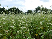 1661477904658950122352336427636