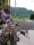 IMG_20200916_063102