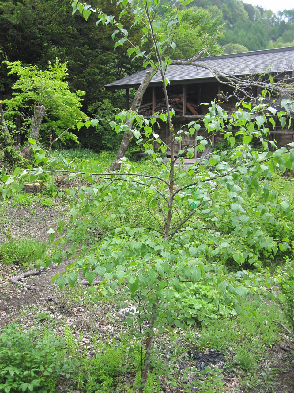 あずき亭 白樺の葉が くるりと あずき亭 白樺の葉が くるりと